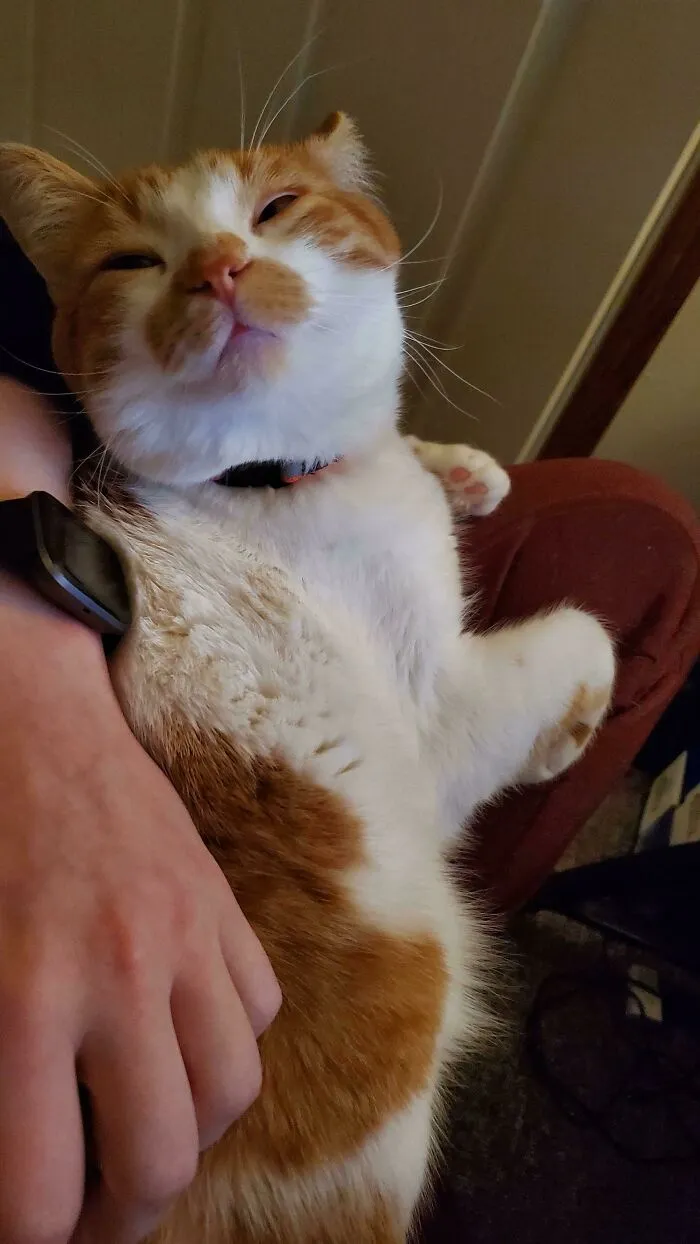 Accidentally Woke Him Up While He Napped On My Lap. This Is How He Looked At Me