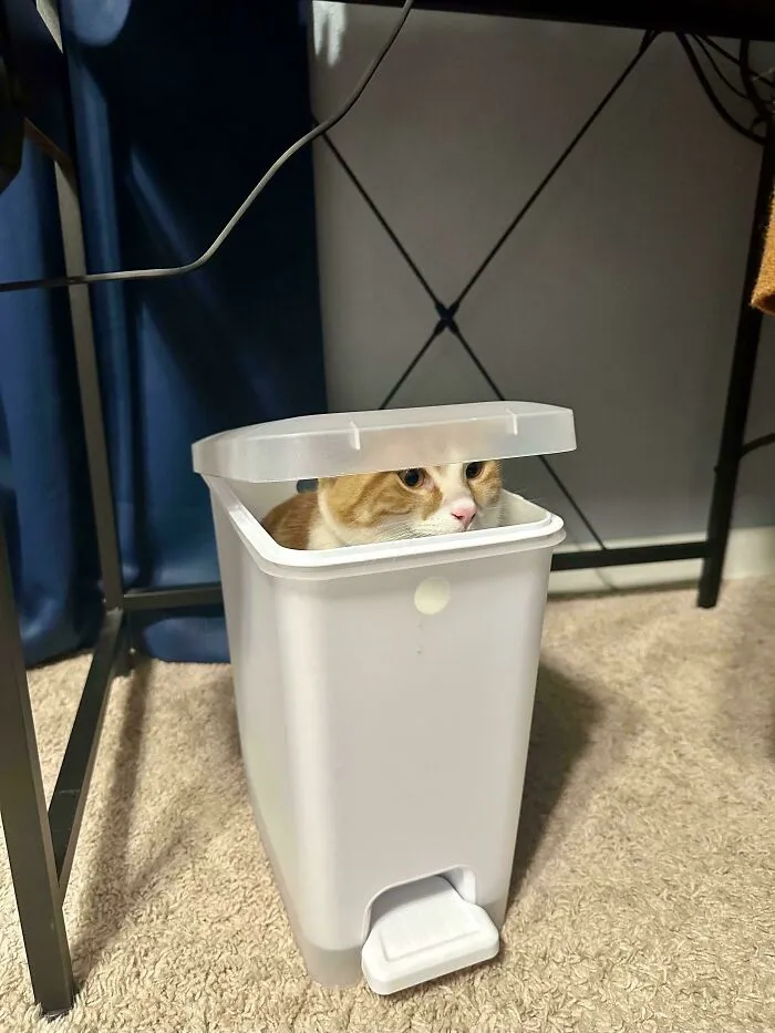Taken About 3 Seconds After I Said, “That Cat Better Not Be In That Damn Trash Can.”