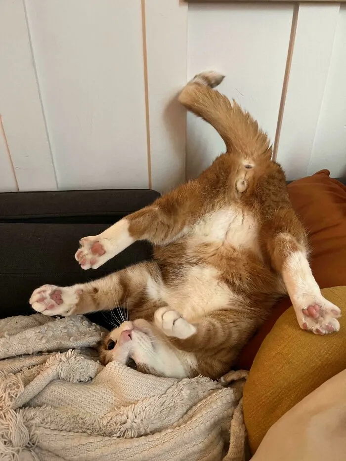 I’d Like To Point Out That He Was Like This Long Enough For Me To Grab My Phone And Snap A Pic 