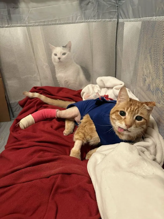 One Orange Braincell Survives 120 Pound Dog Attack
