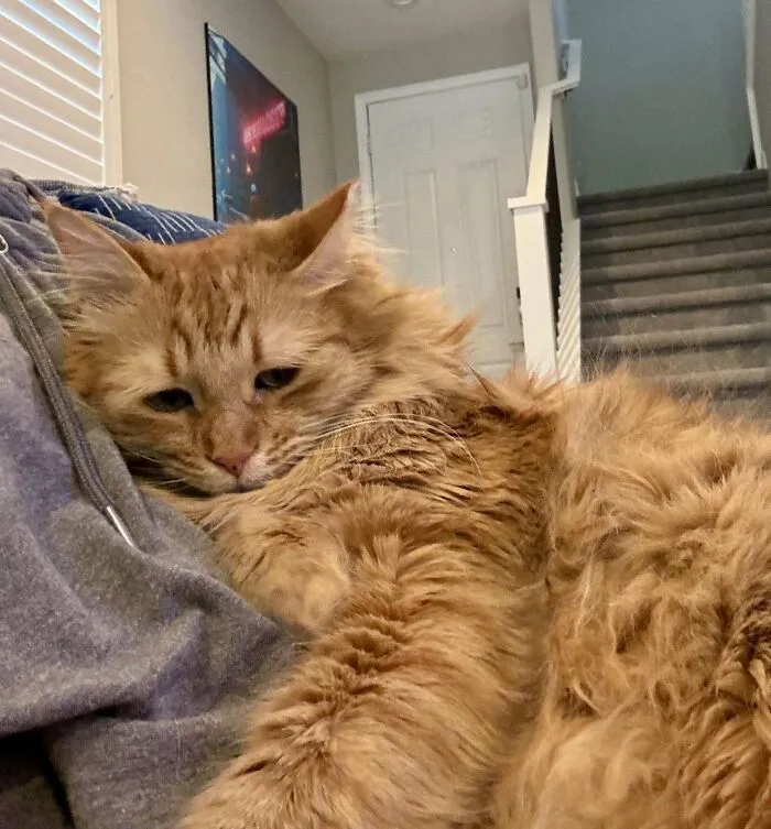 Had The Audacity To Be Gone For 4 Days. Bagel’s Been Glued To Me Since I Got Back