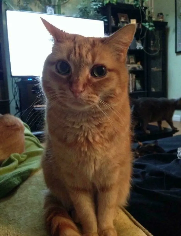 My Orange Dude Will Be 20 Soon