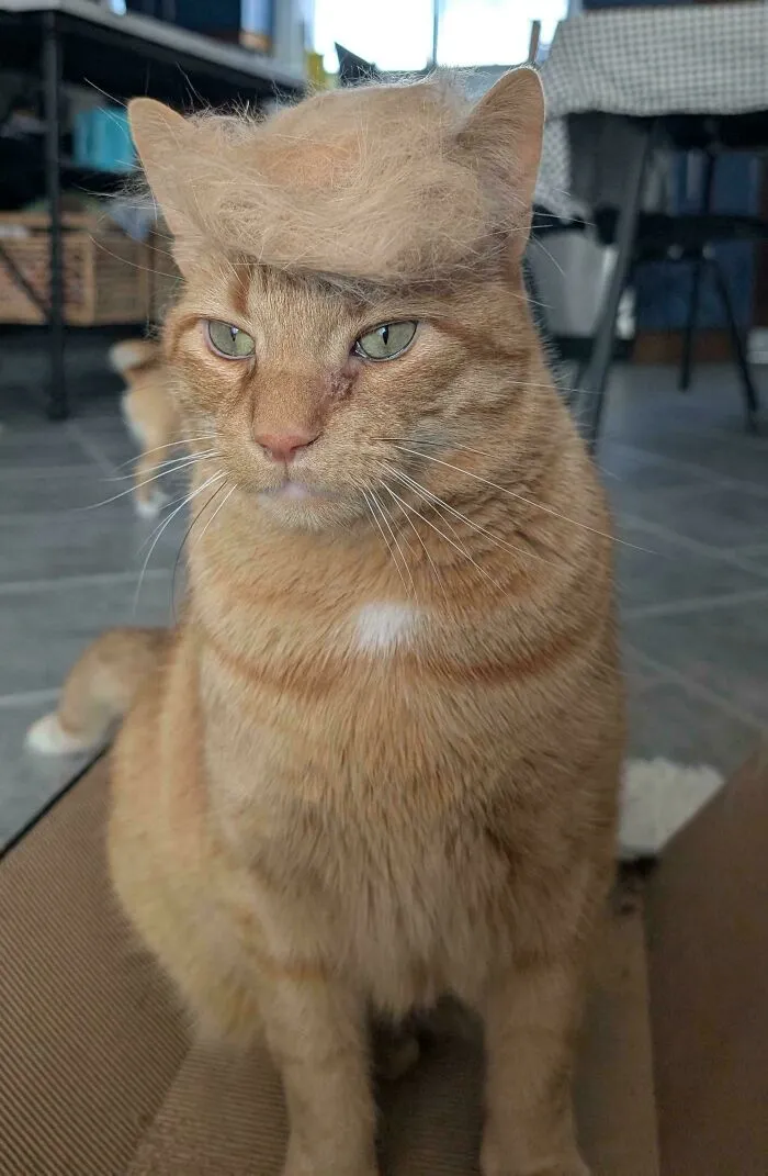 Attempted A Barrier Wig Out Of His Own Fur To Prevent The Singular Cell From Escaping But Now He Looks Like He's About To Tarriff An Empty Penguin Island
