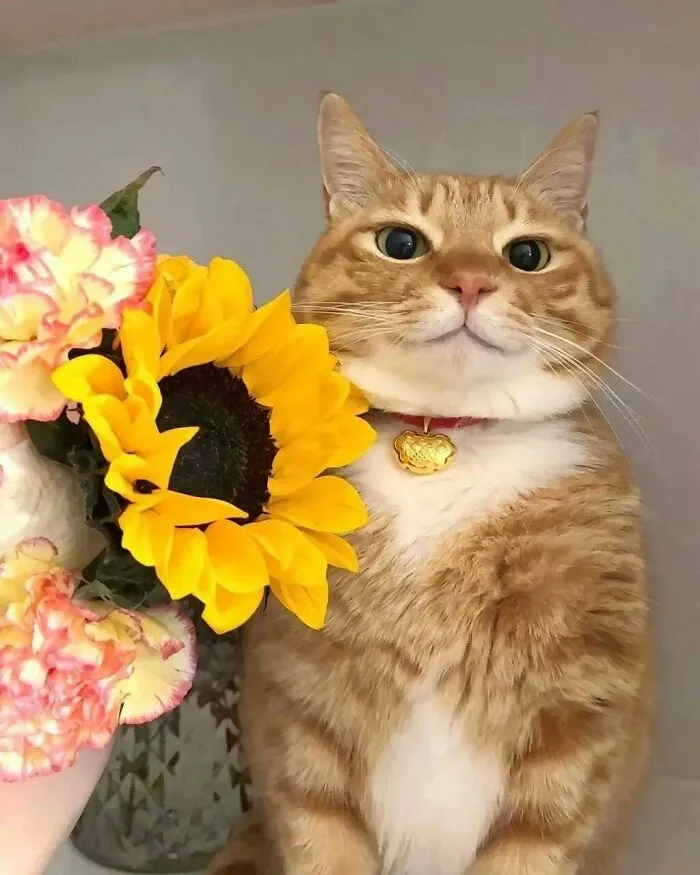 Sunshine, Flowers And A Hint Of Superiority