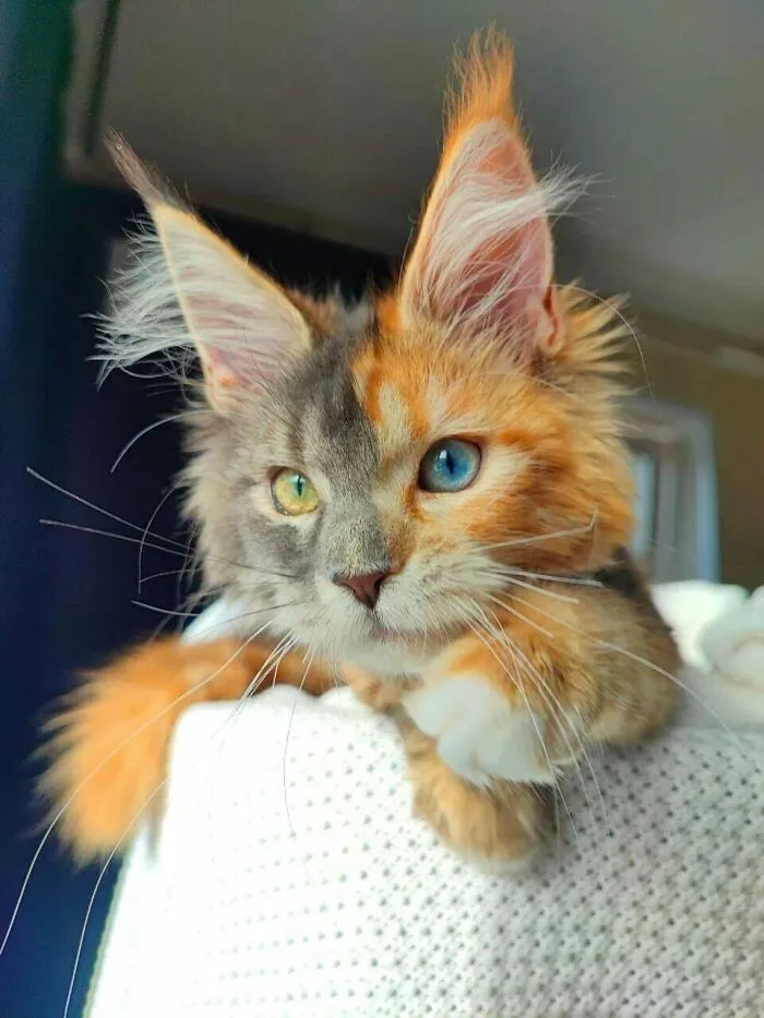 Chimeric Cat