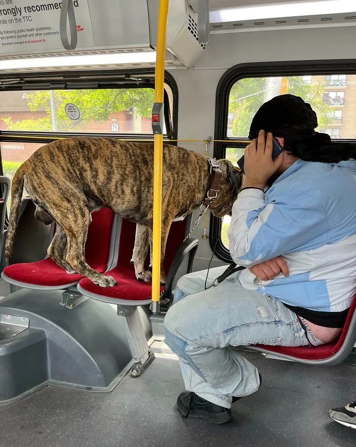 Dude Takes His Massive Mastiff On The Bus And Fails To Control The Dog. Dog Is Barking Every 10 Seconds. Bonus Points For The Dudes A*s Hanging Out