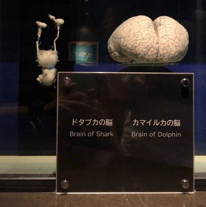 Cerebro de tiburón vs. Cerebro de delfín