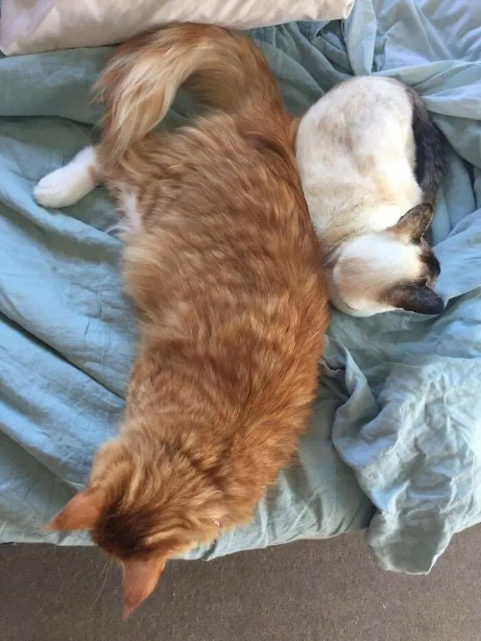 Maine Coon vs. Siamese Size Comparison