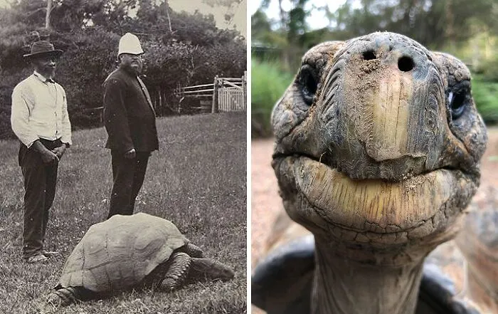 This Is Jonathan The Tortoise, The Oldest Known Living Land Animal In The World. He Hatched In 1832 And Is Now 190 Years Old. Here Is A Picture Of Him, On The Right, From 1886