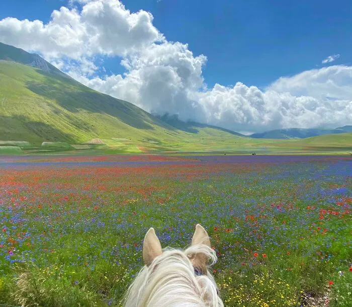 Flowering Meadows On Horseback In Pian Grande, Italy