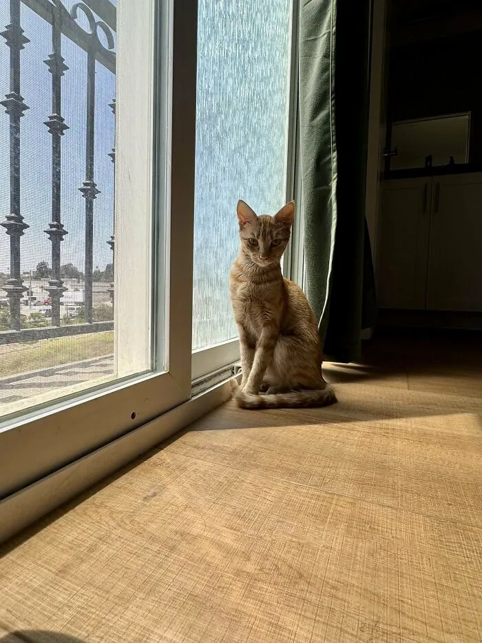 Just Adopted This Pretty Orange Lady From The Animal Shelter! Her Name Is Winnie 🧡
