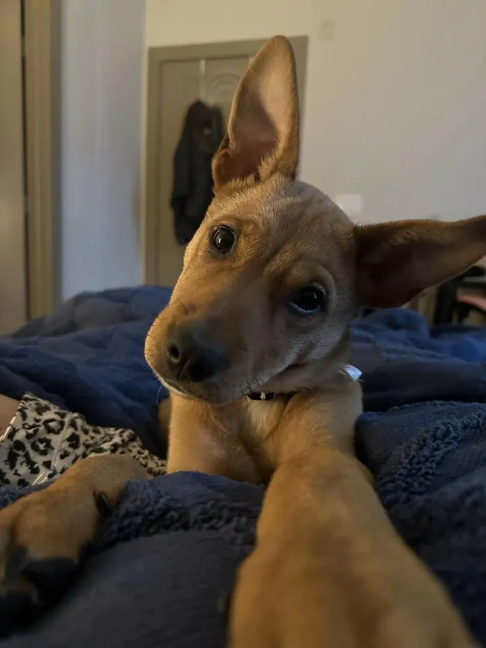 Adopted Dog From Shelter. Don’t Know What Breed