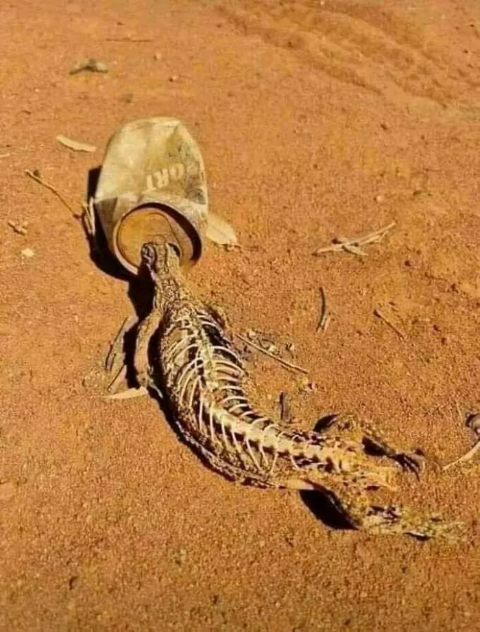 Lizard skeleton trapped inside a crushed can on dry, cracked soil symbolizing traumatizing environmental impact.