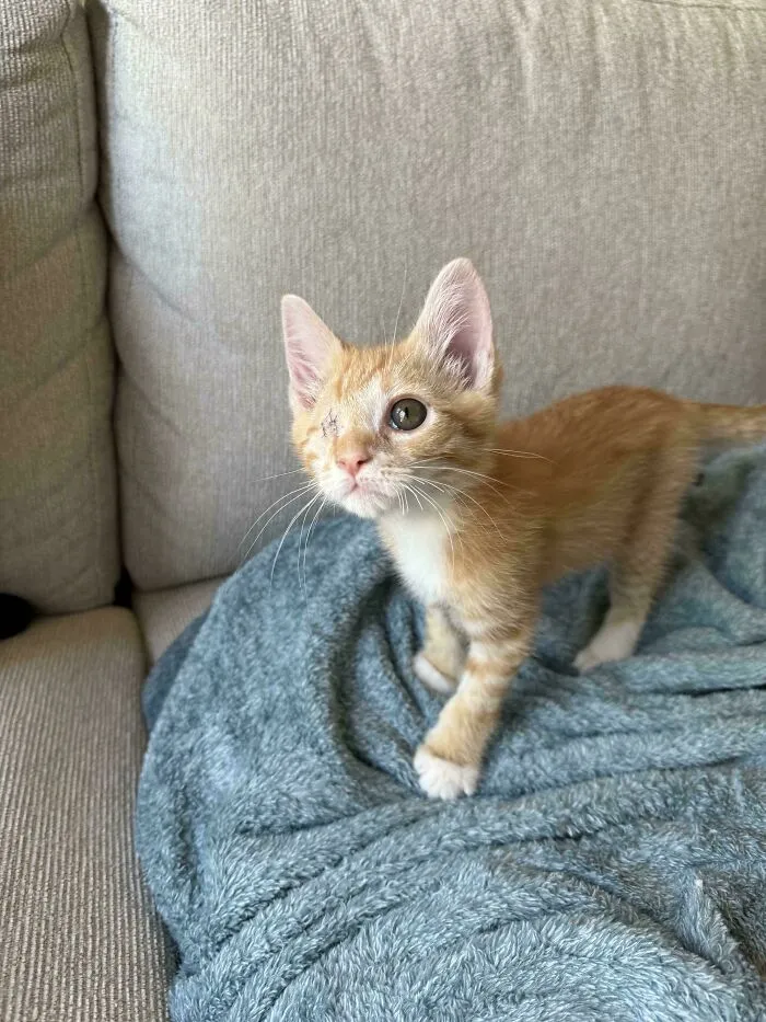 My New Kitty