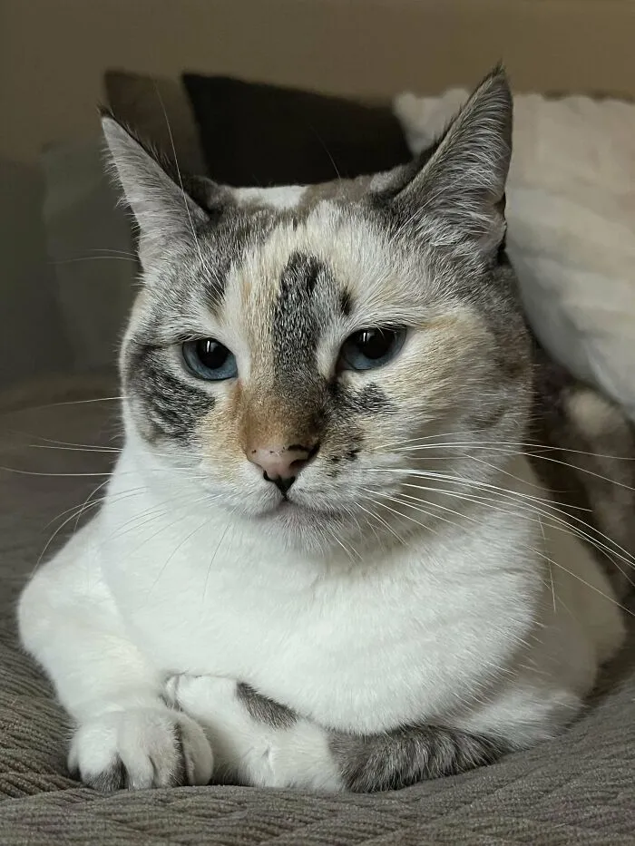 I Adopted Mine From An Animal Shelter