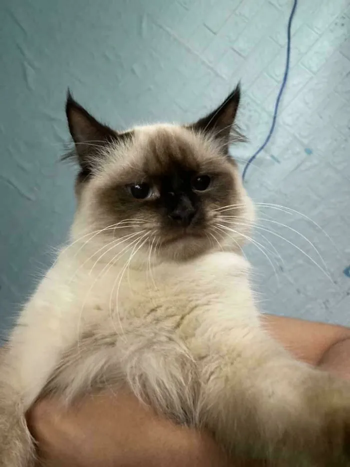 This Cat Adopted 2 Hours Ago And I'm Already The Side Character In My Own House Hahaha