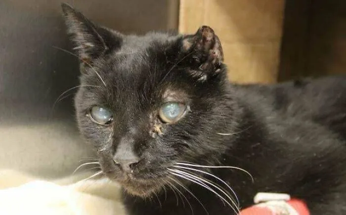 Just Adopted This 20 Year Old Cat. Shelter Vets Recommended Both Eyes Be Removed Which I Won’t Be Doing. Please Help Me Give Him The Best Life Possible