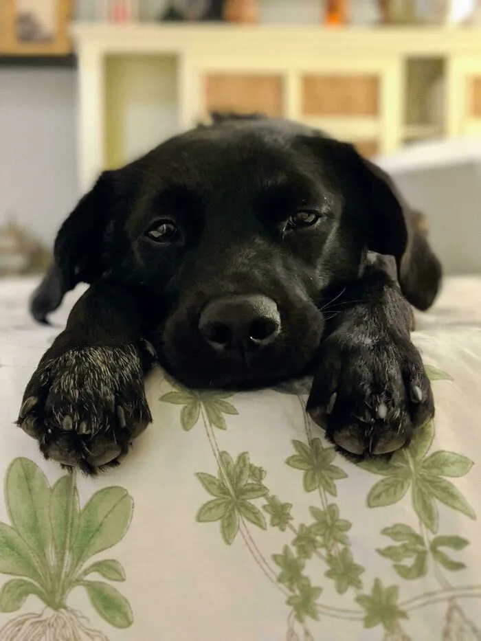 Sweet Dee Coming To Terms With Being Adopted Into A Home With 3 Cats