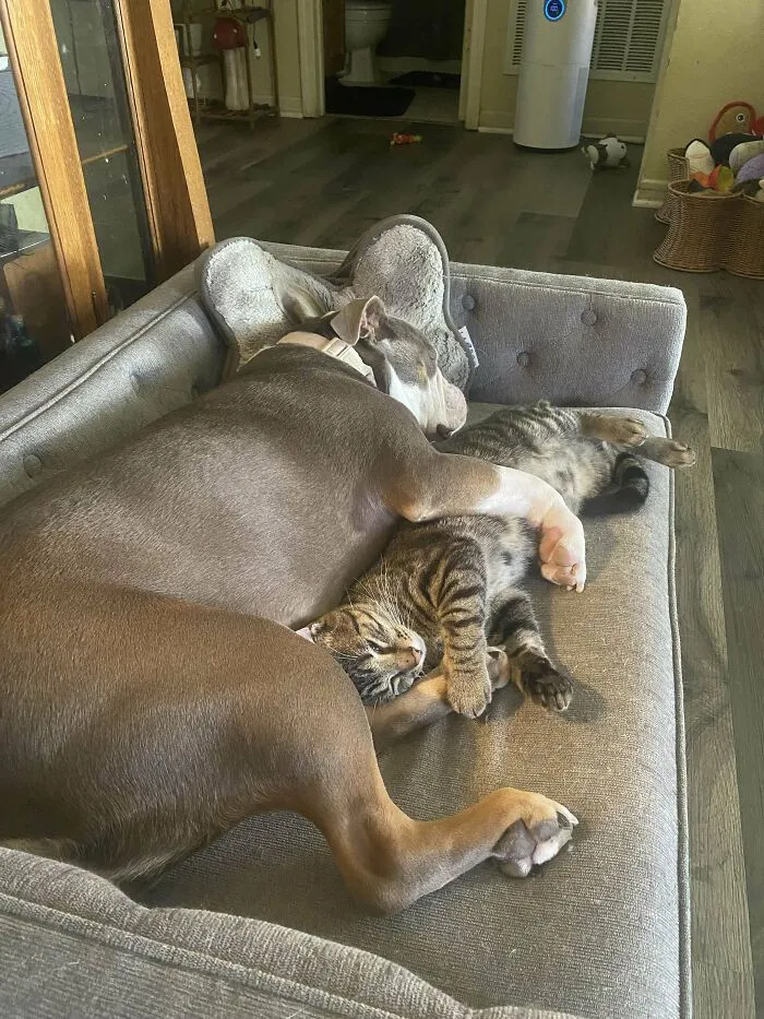 Adopted Caspian About 2 Months Ago. He Spends More Time With Our Bulldog Than The Other Cats