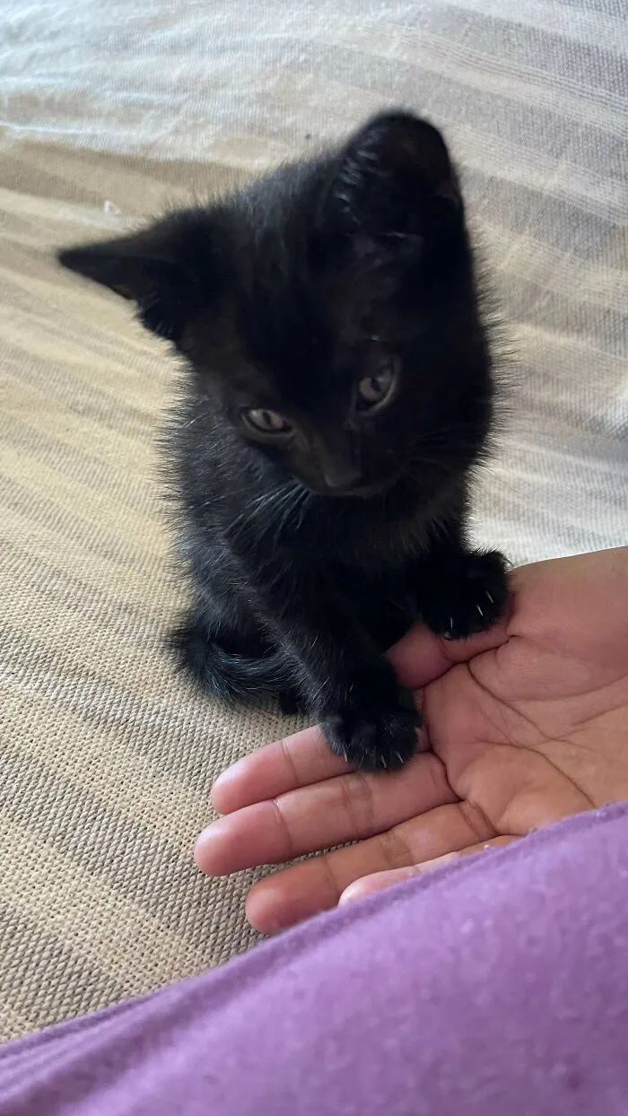 Meet Thor! 🖤💛