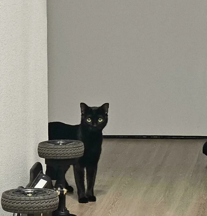 I Got Adopted!