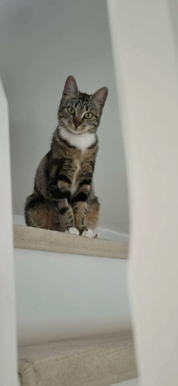Just Adopted This Beautiful Cat 😻