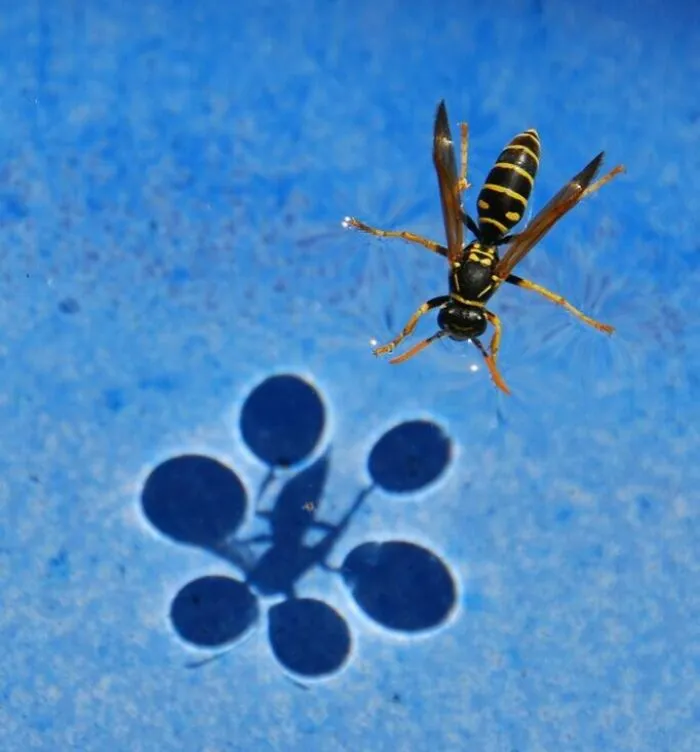 Shadow Cast By Surface Tension On The Wasp's Legs