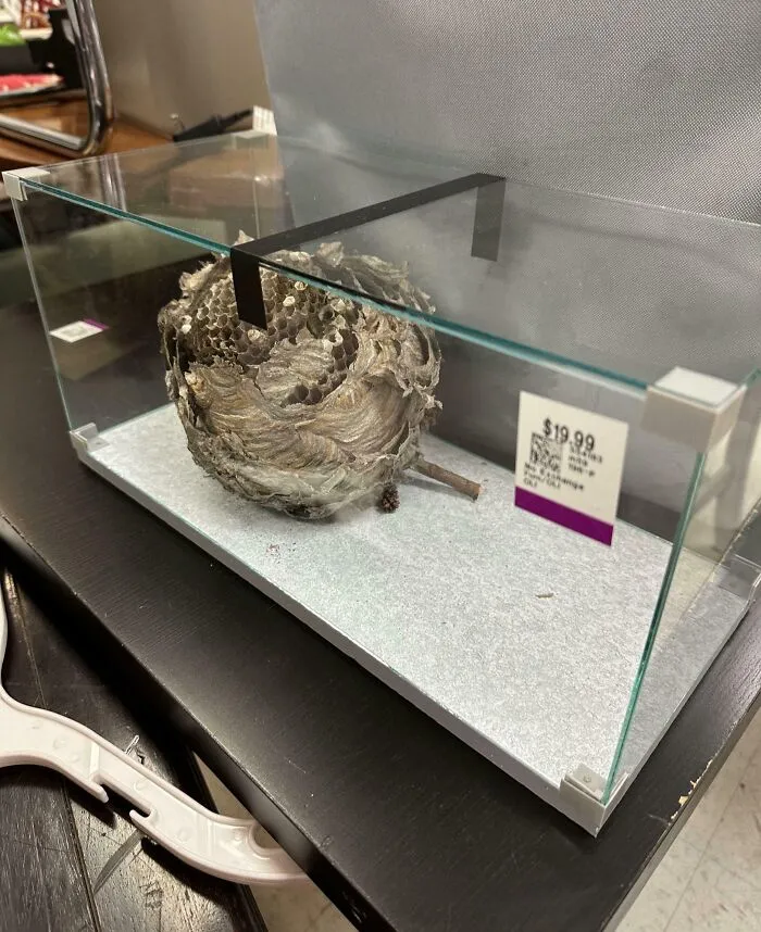 Wasp nest in a glass case labeled $19.99, a ridiculous thrift store find people shared online.