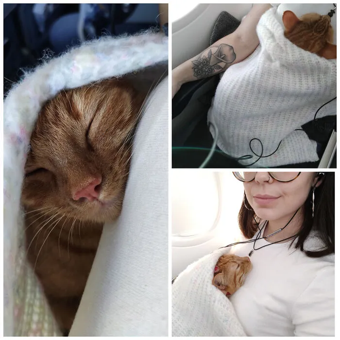 Me Holding My Too-Scared-To-Fly-Unless-Its-Like-This Purrito 😻