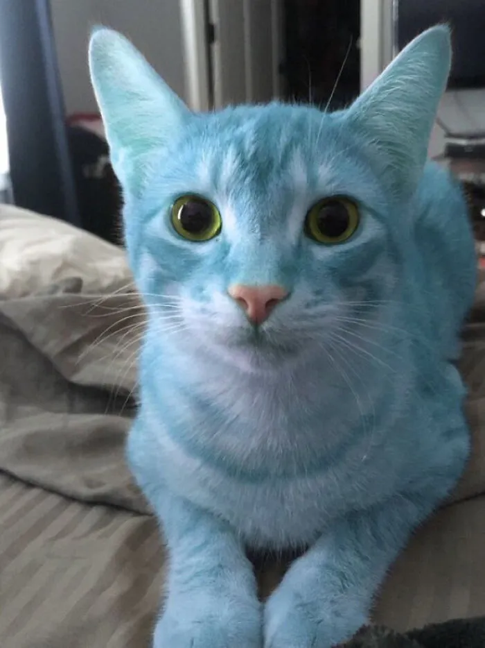 Chicos, mi gato se puso azul. ¿Qué hago?