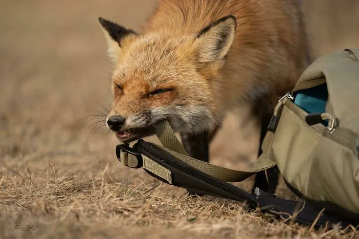 Este pequeño ladrón intentó robarme el bolso de la cámara, pero decidió morder parte de la correa.