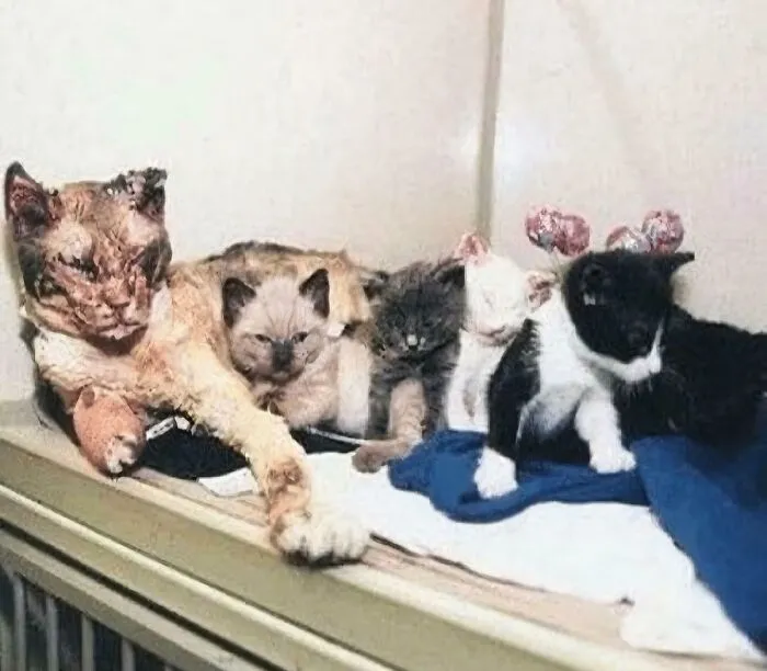 In 1996, A Mother Cat Named Scarlett Rescued All 5 Of Her Kittens From A Building Burning In NYC. She Walked Through Flames 5 Times To Rescue Each One