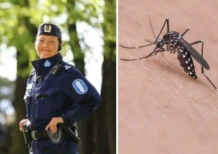 In 2008, Finnish Police Found A Dead Mosquito While Searching The Inside Of A Stolen Car