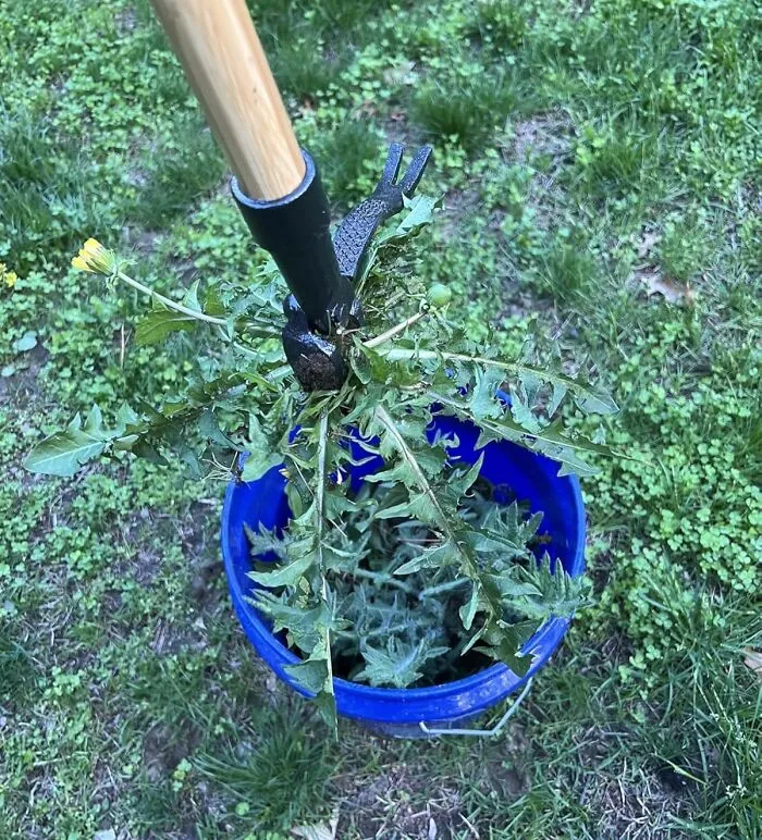 Your Lawn's Unwanted Tenants Are About To Get An Eviction Notice, Courtesy Of <a Style="Display:inline;" Href="Https://Www.amazon.com/Grampas-Weeder-Cw-01-Original-Remover/Dp/B001d1ffza?ie=utf8&linkcode=ll1&tag=bpsnail-20&linkid=c017b6b089e0f779b954e41ed8abe453&language=en_us&ref_=as_li_ss_tl" Target="_blank"><span Style="Font: Inherit; Color: #d74b1f;"> Grampa's Weeder </Span>, No Chiropractor Co-Pay Required