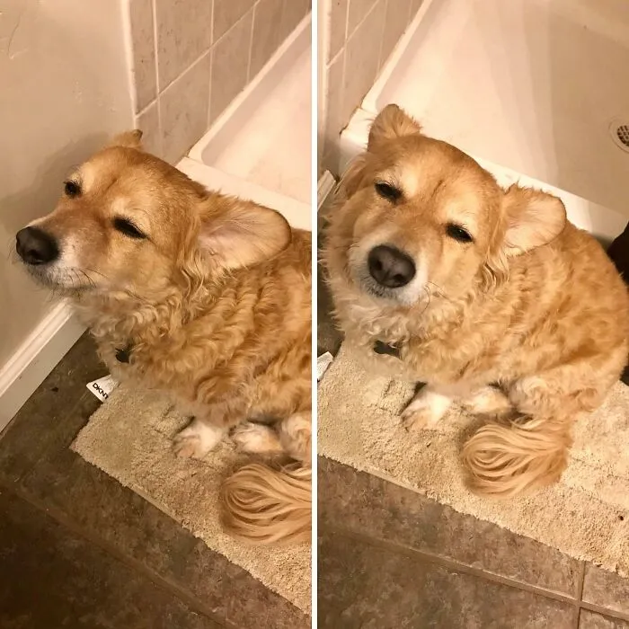 Mi perro estaba extremadamente cansado, pero tuvo que seguirme al baño en medio de la noche