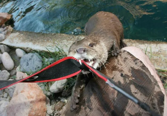 Nutria adorable emboscando a fotógrafo de la naturaleza junto a un río mientras sostiene una correa de cámara.