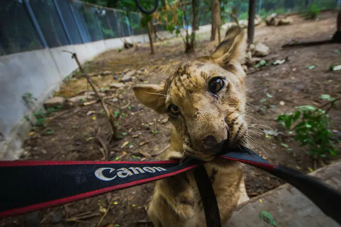 Tomé una foto de un león bebé jugando con la correa de mi cámara