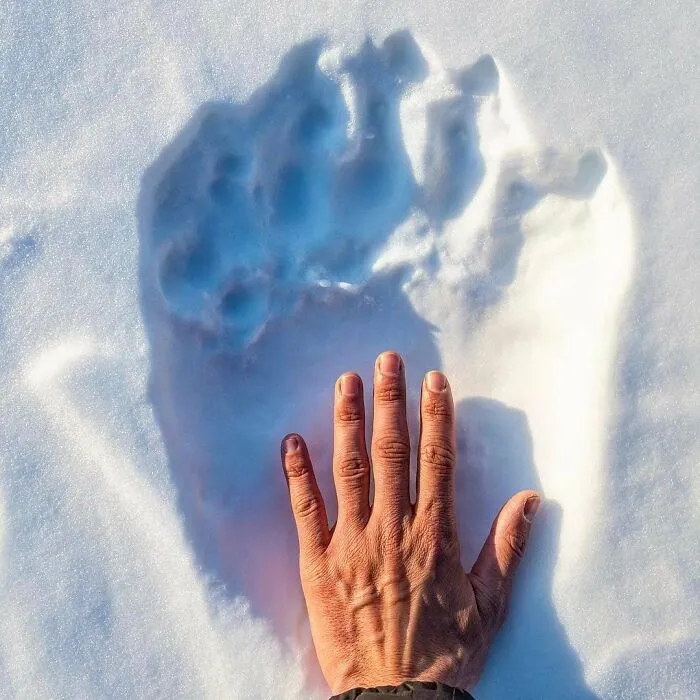 Mano humana comparada con la pata de un oso polar