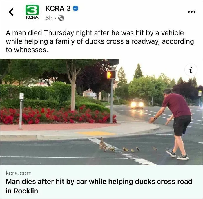 Man Dies While Helping Ducklings…