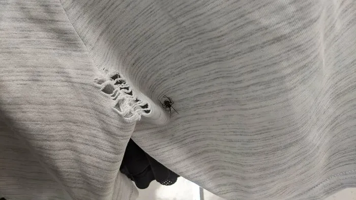 $5 por el agujero y una araña extra