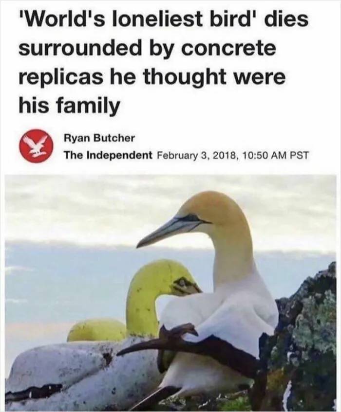 Damn