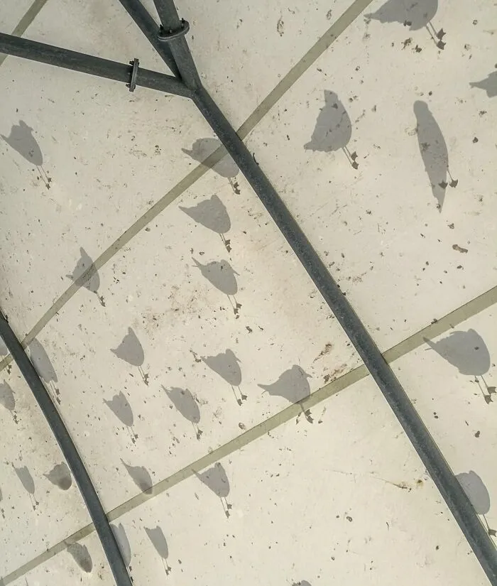 Shadows Of Birds Perched Atop A Tent