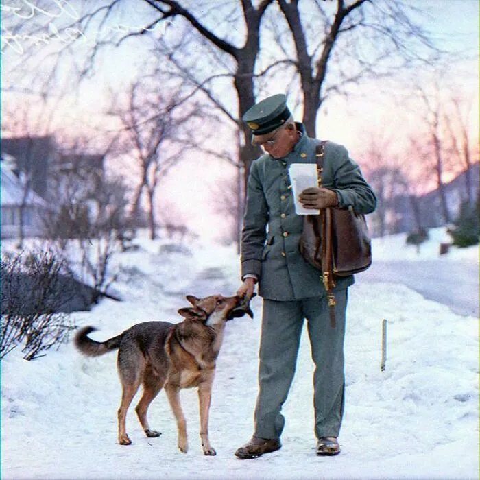 Mail carrier in uniform giving a treat to a German shepherd dog on a snowy street in an interesting colorized history pic.
