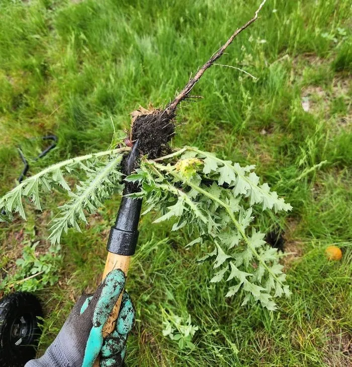 Channel Your Inner Gardening Guru (Or Just Someone Who's Really, Really Tired Of Bending Over) And Vanquish Those Pesky Weeds With The Surprisingly Satisfying, Back-Saving Power Of <a Style="Display:inline;" Href="Https://Www.amazon.com/Grampas-Weeder-Cw-01-Original-Remover/Dp/B001d1ffza?ie=utf8&linkcode=ll1&tag=bplemur-20&linkid=fb644042fc11d382b4ae735a942c34ed&language=en_us&ref_=as_li_ss_tl" Target="_blank"><span Style="Font: Inherit; Color: #d74b1f;"> Grampa's Weeder </Span>