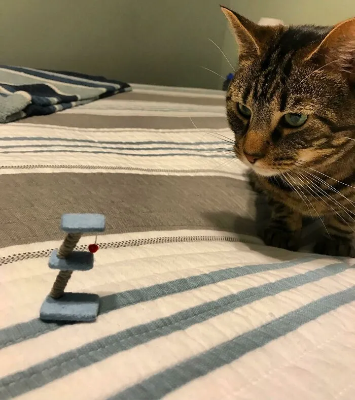 Gato curioso mirando un pequeño rascador azul en cama con sábanas rayadas, imagen divertida para hacerte reír.