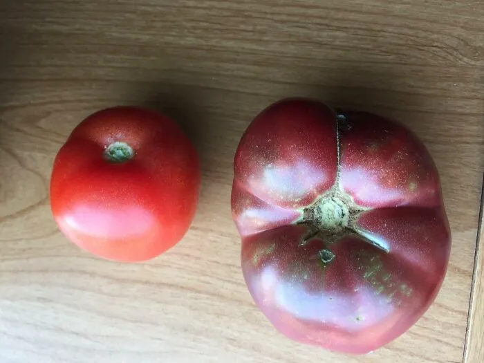 Tomate moderno vs. uno cultivado a partir de semillas de hace 150 años