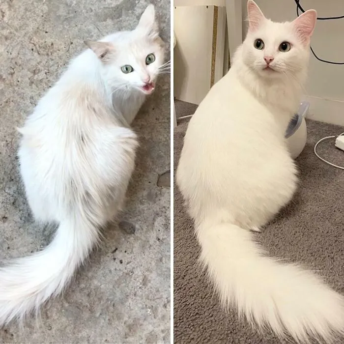 Rescaté a este gato de la calle. Fotos del antes y el después. Un año de diferencia.