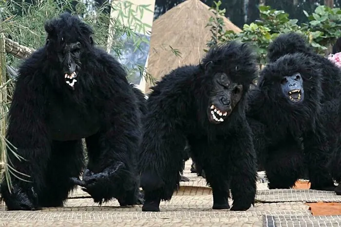 Three people in black gorilla costumes posing on a walkway illustrating amazing and interesting facts content.