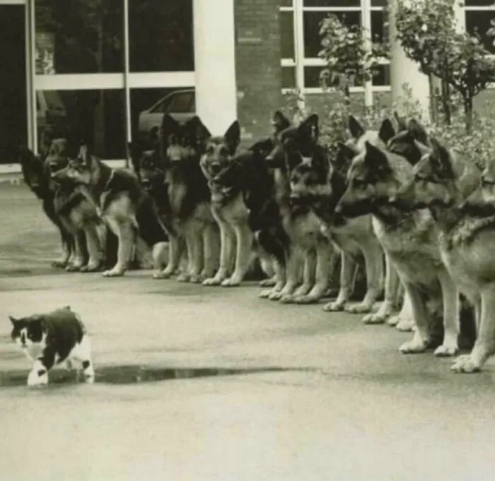 A cat confidently walking past a row of attentive German Shepherd dogs, showcasing fascinating content on the internet.