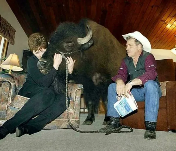 Woman hugging a large bison inside a living room while a man in a cowboy hat watches, showcasing fascinating content on the internet.